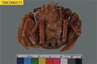 藏品(東方人面蟹)的圖片